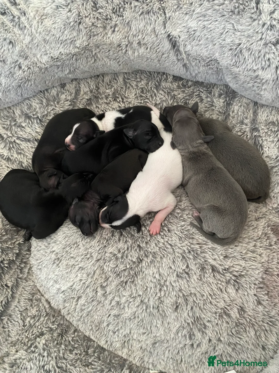Italian Greyhound dogs for sale: Beautiful Italian Greyhound Puppies - Advert 25