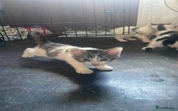 Domestic Shorthair cats for sale: 4 beautiful mixed kittens - Image 15