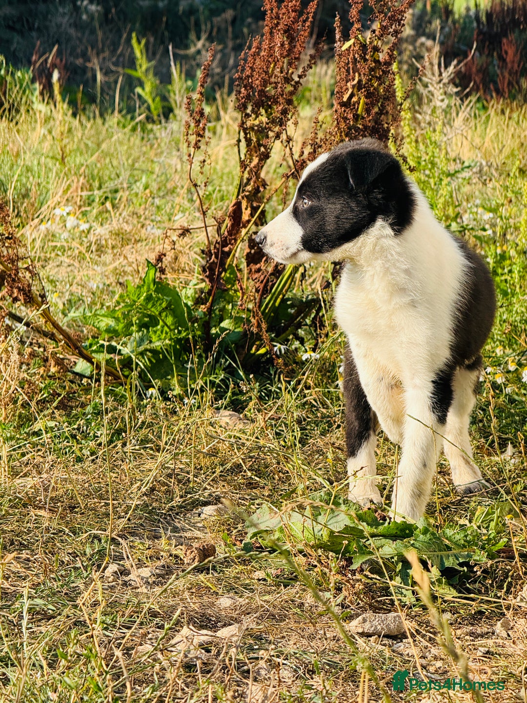 Border Collie dogs for sale: Gorgeous KC reg border collie pups  - Image 5