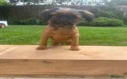Griffon Bruxellois dogs for sale: Griffon bruxillious pup  - Image 8