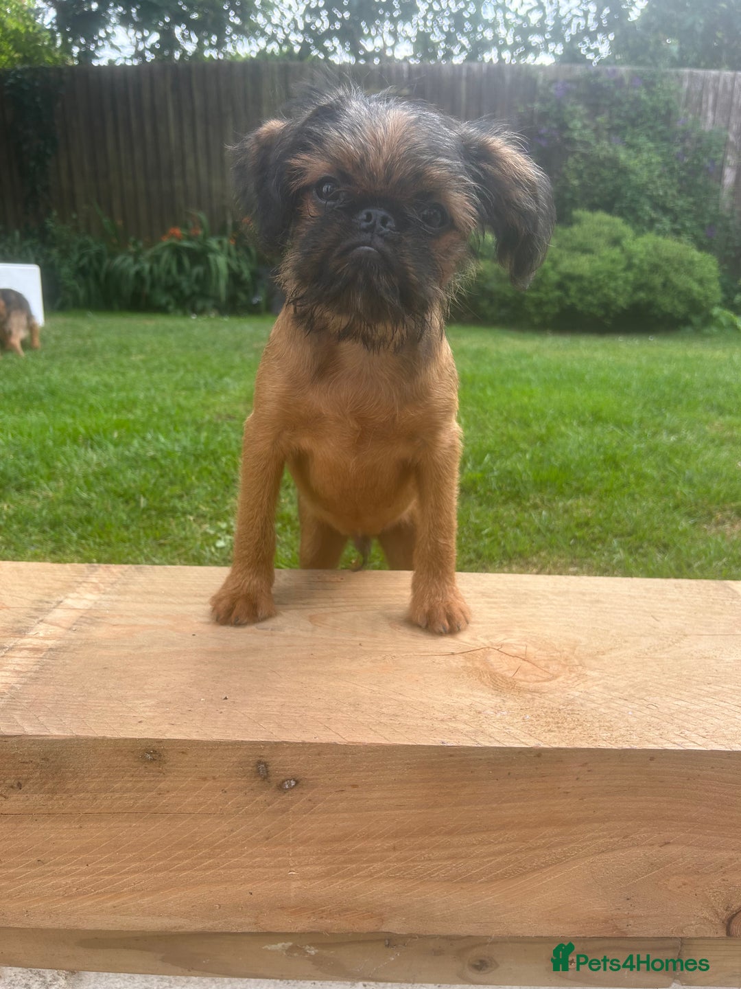 Griffon Bruxellois dogs for sale: Griffon bruxillious pup  - Image 8