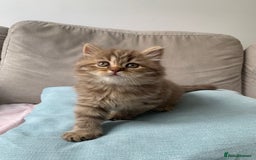 British Shorthair cats for sale: 🤎 TICA pedigree gingery tabby British shorthairs - Image 3