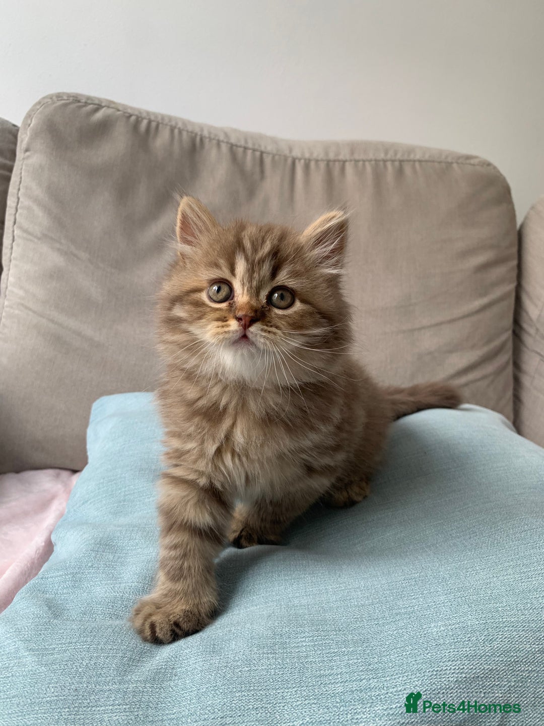 British Shorthair cats for sale: 🤎 TICA pedigree gingery tabby British shorthairs - Image 3