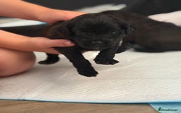 Yorkiepoo dogs for sale: Yorkiepoos - Image 7