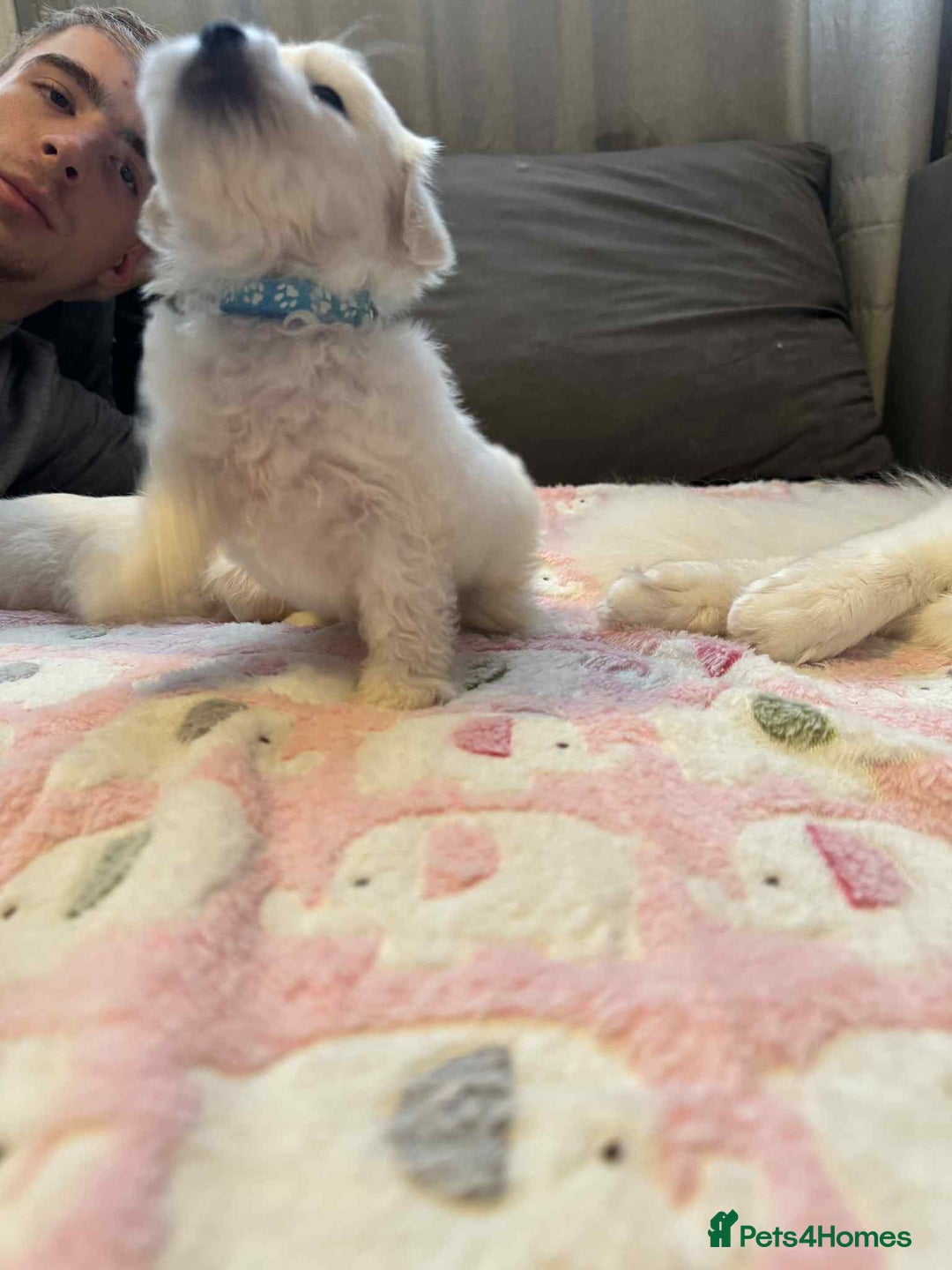 Maltese dogs for sale: Maltese puppies - Image 28