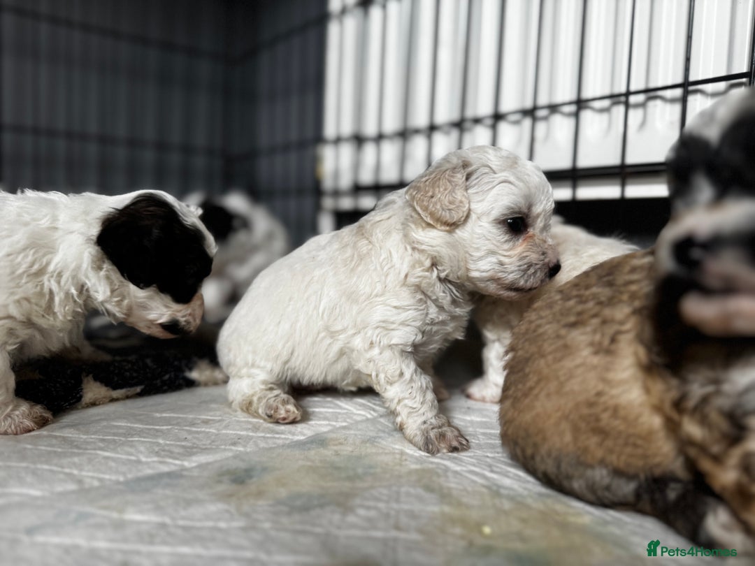 Shichon dogs for sale: 5 beautiful Shichon girls  - Image 13