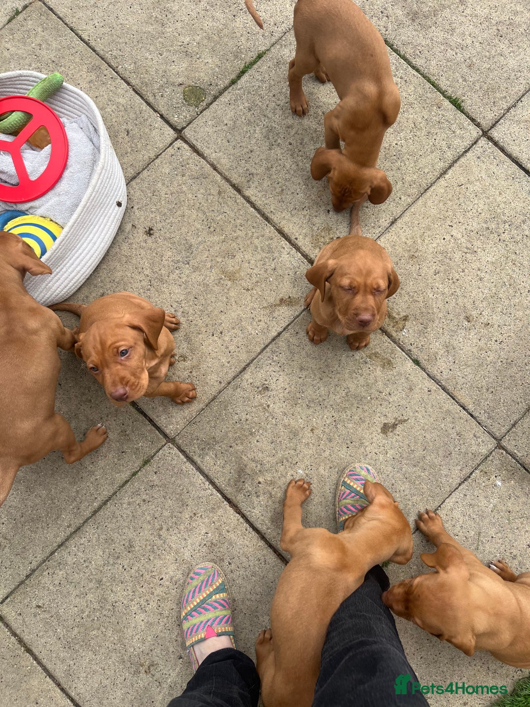 Hungarian Vizsla dogs for sale: Hungarian Vizsla puppies   - Image 22
