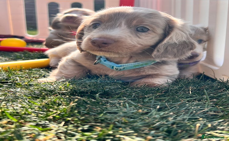 Miniature Dachshund dogs - Advert 1