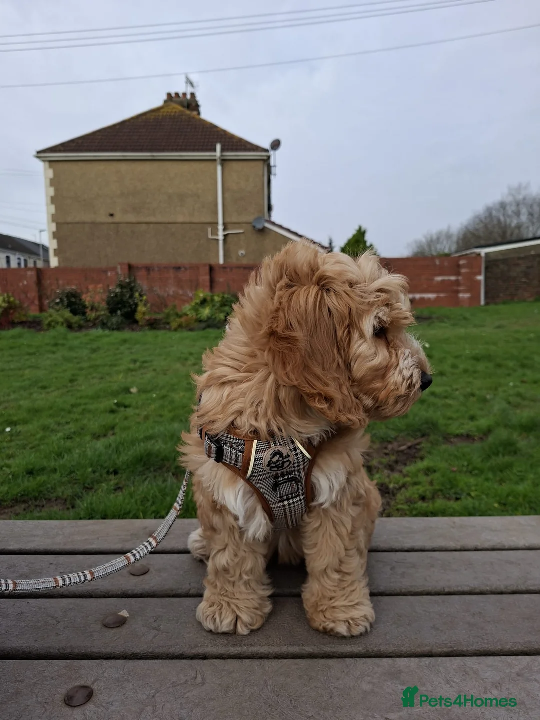 Cockapoo dogs for sale: Cockapoo puppy in Llanelli - Advert 7