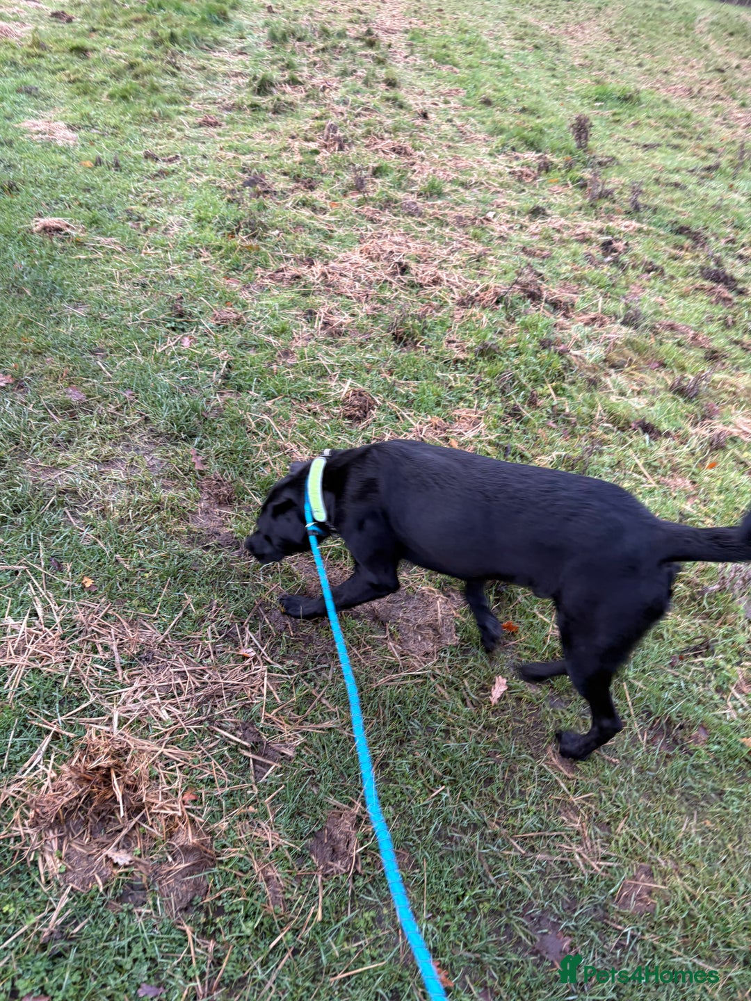 Labrador Retriever dogs for sale: Loving Labrador x  - Advert 3