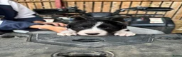 Border Collie dogs for sale: Very Cute Fluffy Border Collie Pups - Advert 29