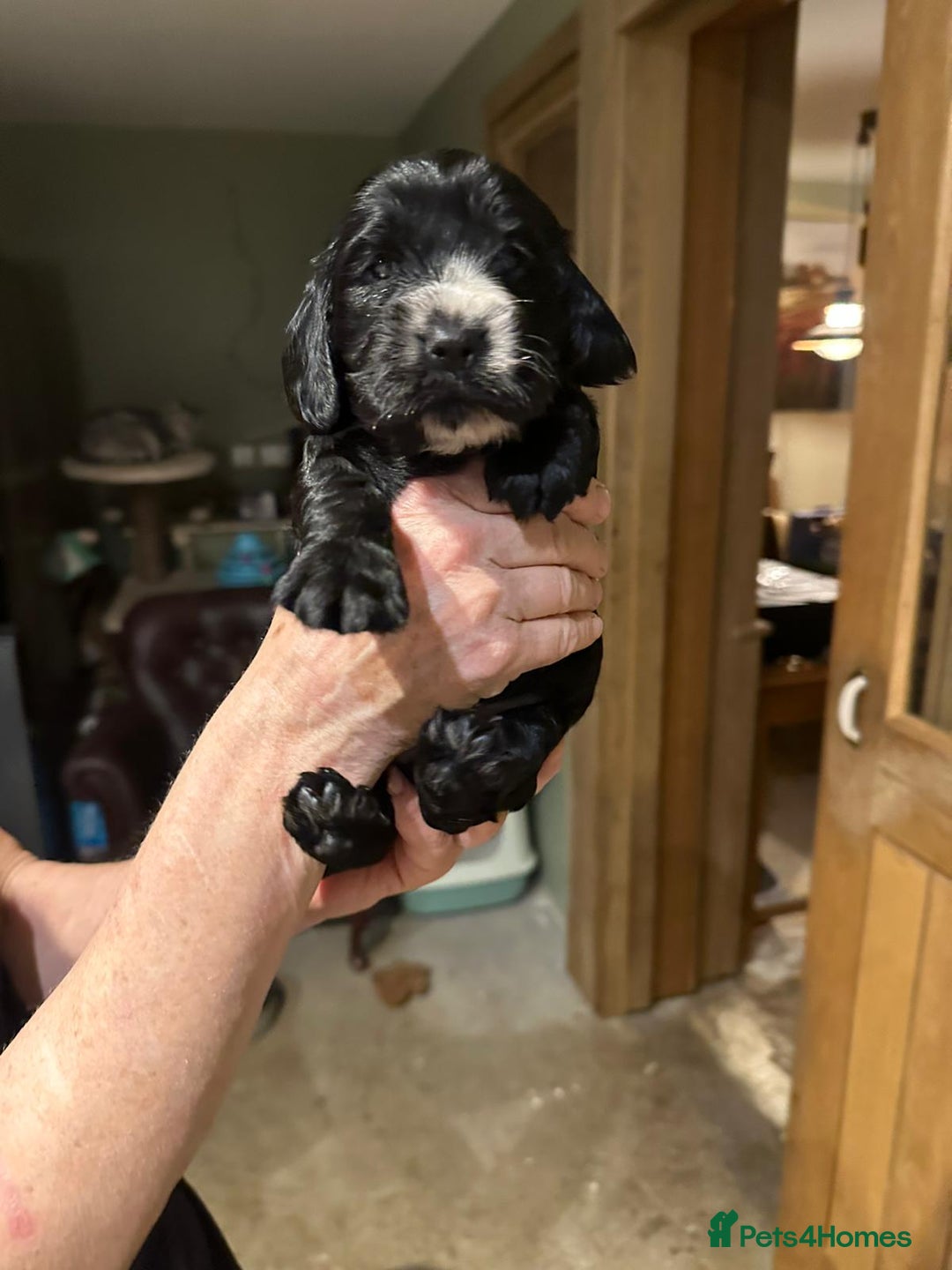 Cockalier dogs for sale: Gorgeous chunky Cockalier pupuchinos - Image 25