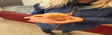 Labrador Retriever Bitch 3