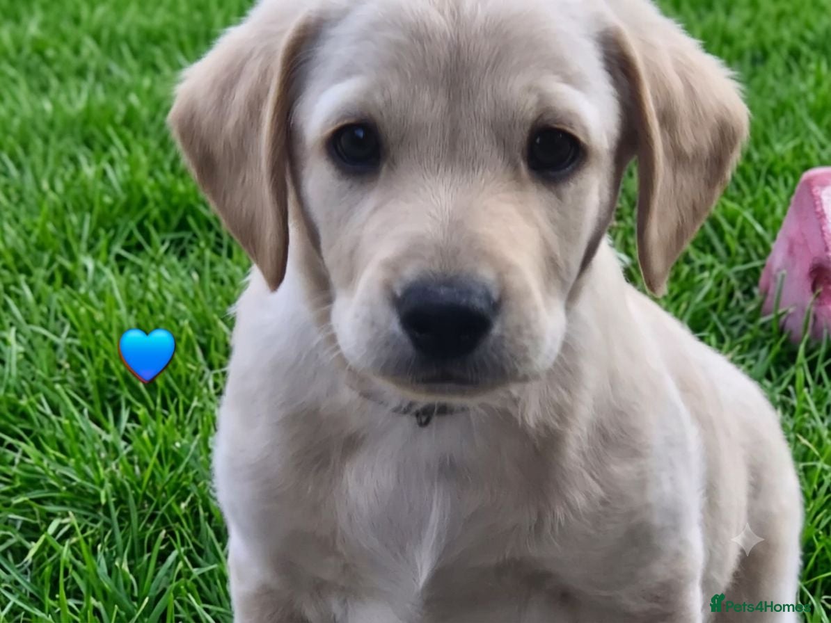 Labradoodle dogs Labrador cross puppies for sale  - Advert 10
