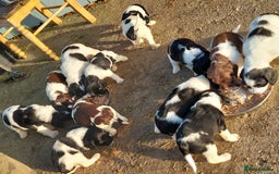 English Springer Spaniel dogs for sale: Quality Spaniel Litter at Sandaharr  - Image 27