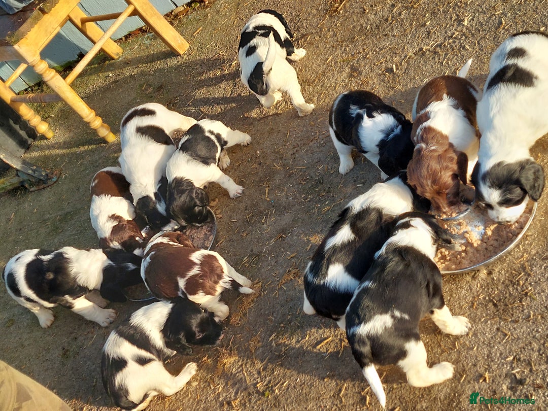English Springer Spaniel dogs for sale: Quality Spaniel Litter at Sandaharr  - Image 27