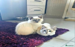 Ragdoll cats for sale: Champion dad Pedigree ragdolls GCCF  - Image 22