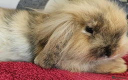 Lionhead rabbits for sale: Female rabbit  - Image 1