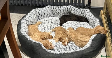 Cockapoo dogs - Advert 5