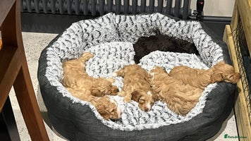 Cockapoo dogs - Advert 12