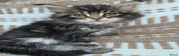 Maine Coon cats for sale: Sociable maine coon kittens - Advert 23