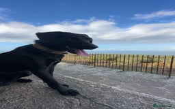 Borador dogs for sale: Bruno  - Image 1