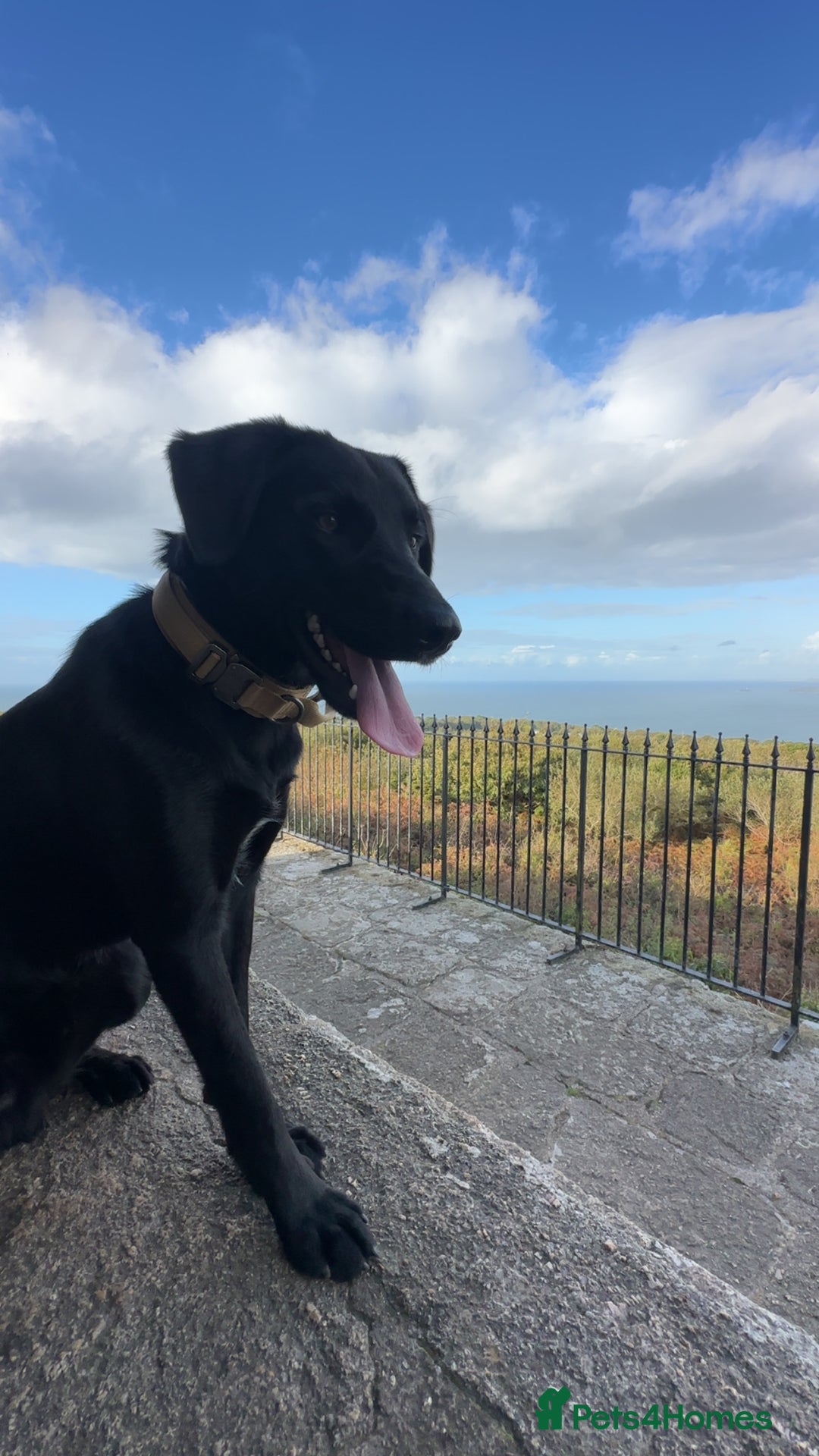 Borador dogs for sale: Bruno  - Image 1