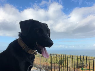 Borador dogs - Advert 1