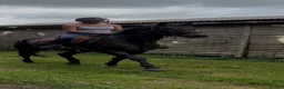 English Thoroughbred horses for sale: Super ror prospect with moves to die for in Lingfield - Advert 19