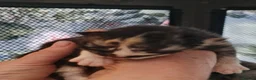 Maine Coon cats for sale: TICA registered Pedigree Maine Coon kittens - Advert 31