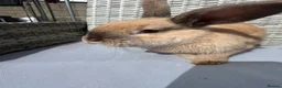 Mixed Breed rabbits for sale: Rabbit  - Advert 1