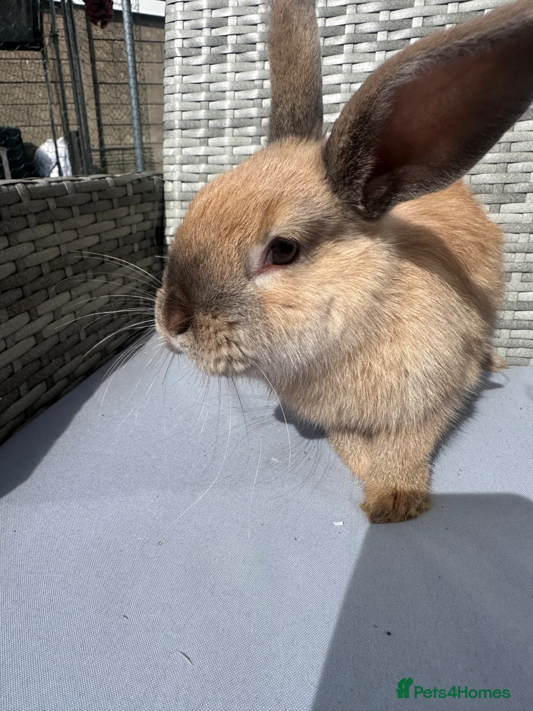 Mixed Breed rabbits for sale: Rabbit  - Advert 1