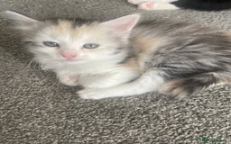 Mixed Breed cats for sale: 3 gorgeous kittens 2 long hair 1 short  - Image 5