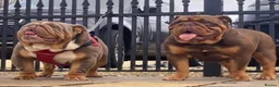 English Bulldog dogs for sale: breeding bitch great lines nearly ready in season  - Advert 2