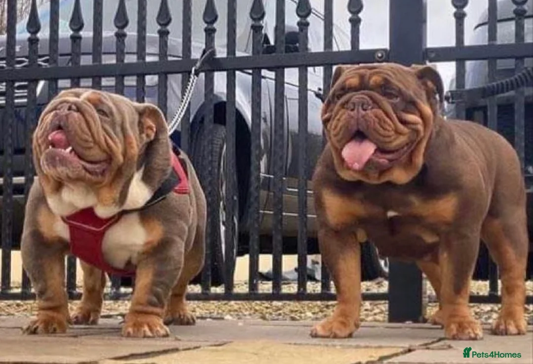 English Bulldog dogs for sale: breeding bitch great lines nearly ready in season  - Advert 2