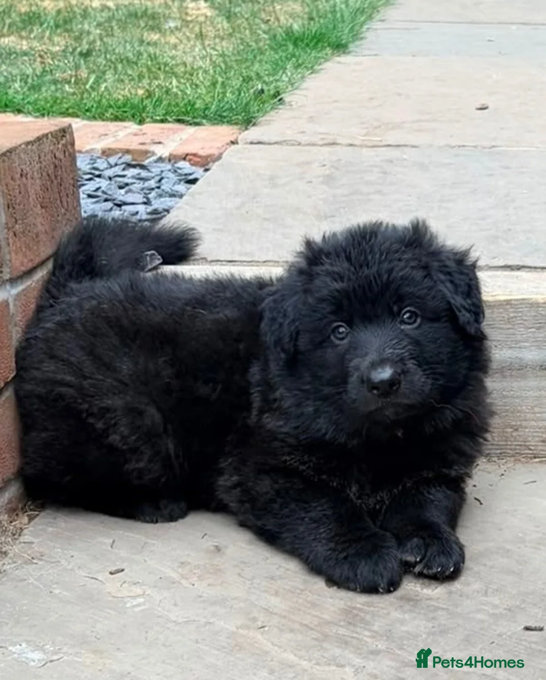 German Shepherd dogs for sale: German shepherd puppies - Advert 2