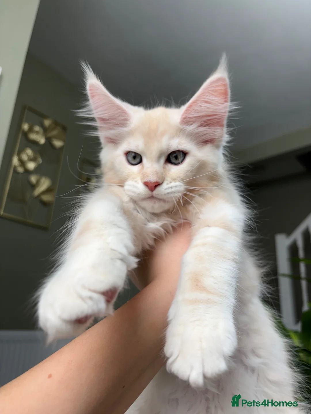Maine Coon cats for sale: Stunning Ginger Maine Coon Kittens 🔥 - Advert 22