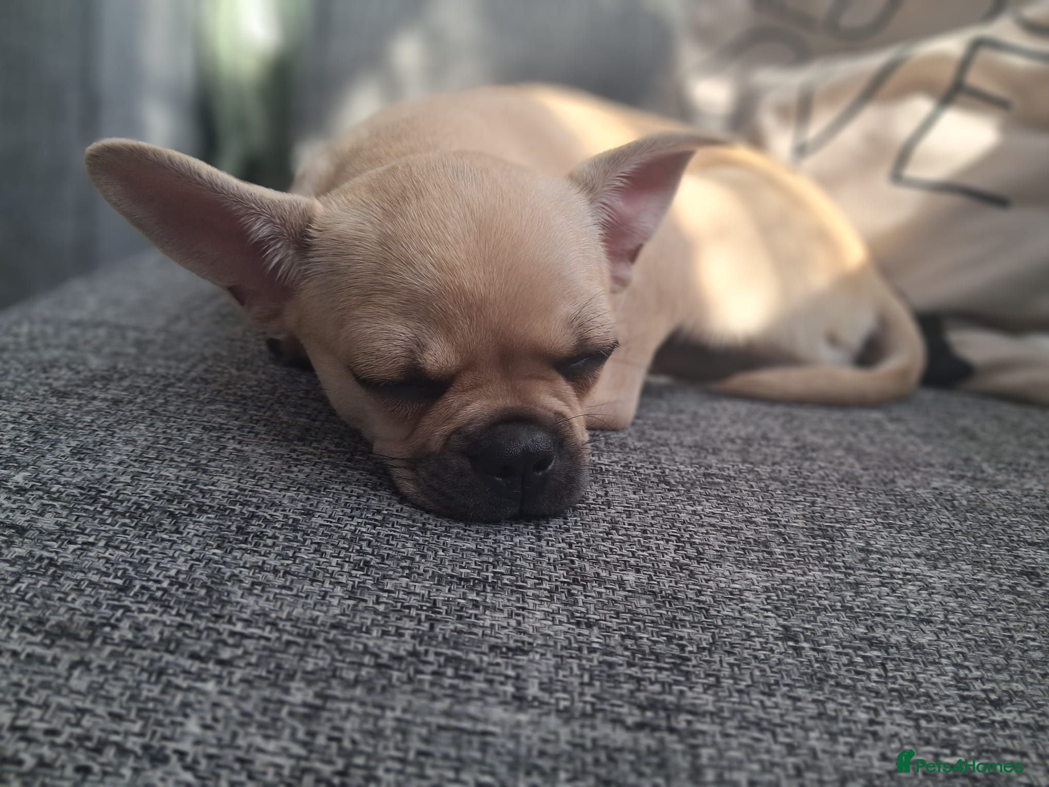 Mixed Breed dogs Chihuahua × frenchie - Advert 2