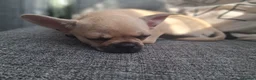 Mixed Breed dogs for sale: Chihuahua × frenchie in Grays - Advert 1