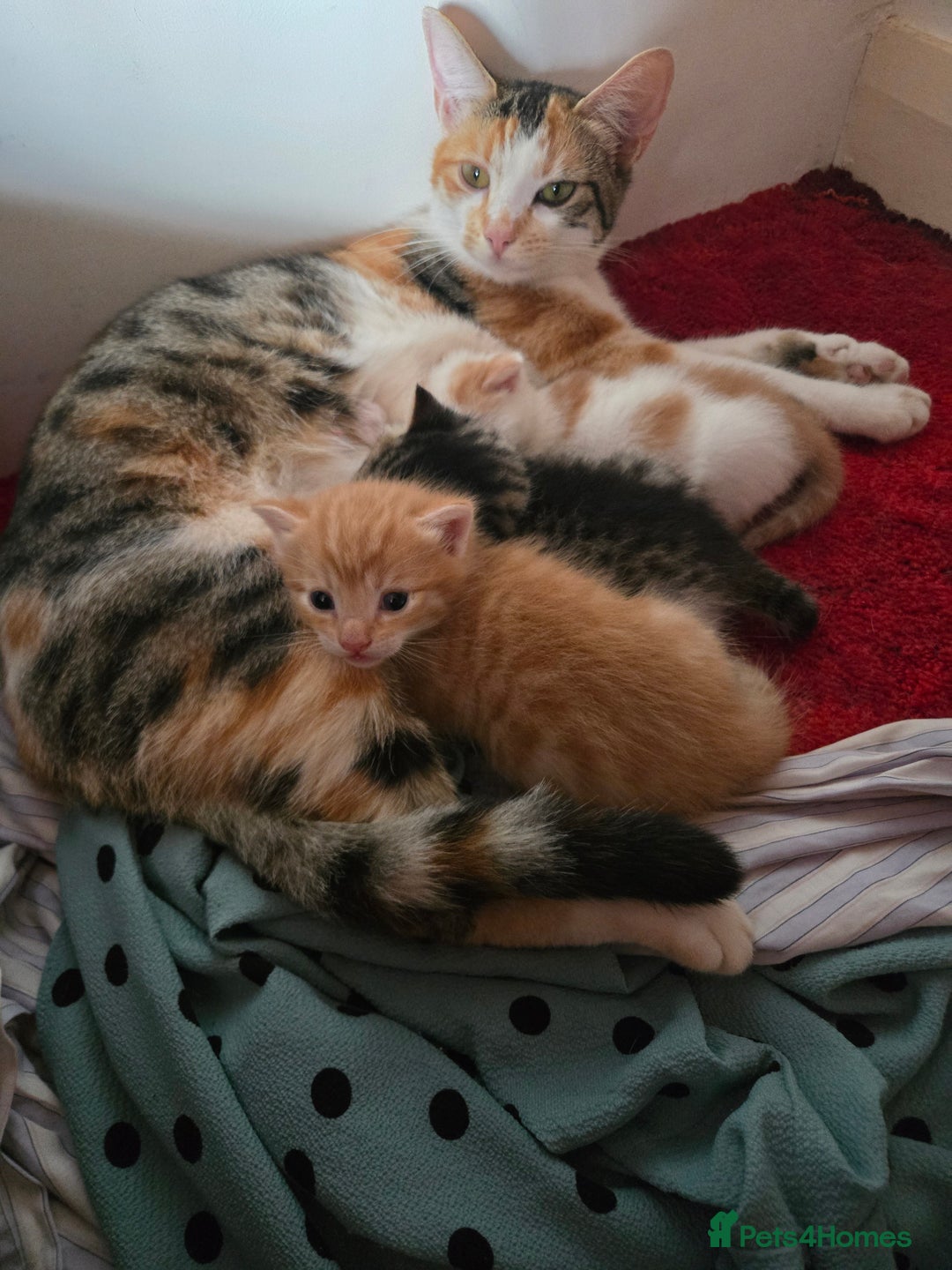 Mixed Breed cats for sale: Beautiful fluffy ginger kittens - Image 22