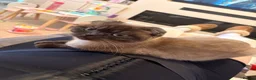 Scottish Fold cats for sale: 🐾 Seeking a Loving, Peaceful Home for beau  - Advert 5