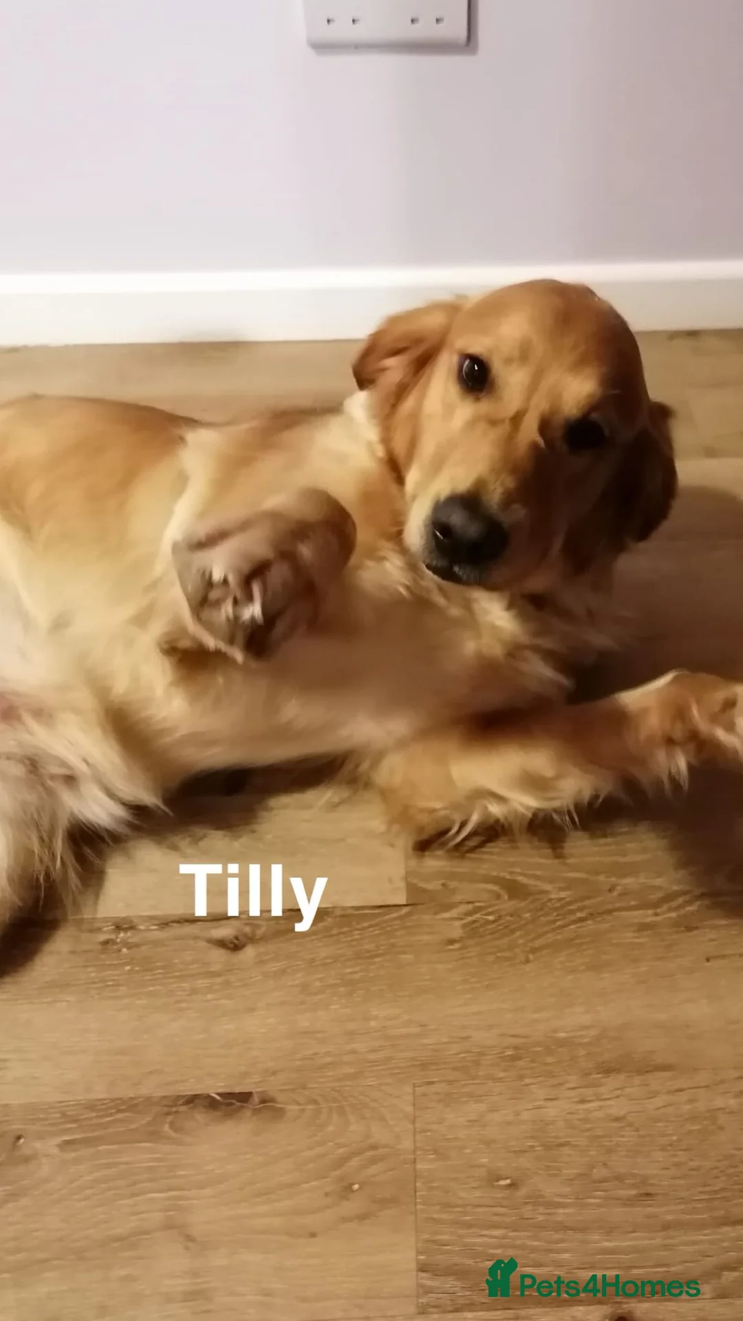 Golden Retriever dogs for sale: Stunning KC Golden Retrievers - Advert 12