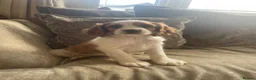 Cavapoo dogs for sale: Cavapoo puppies  - Advert 9