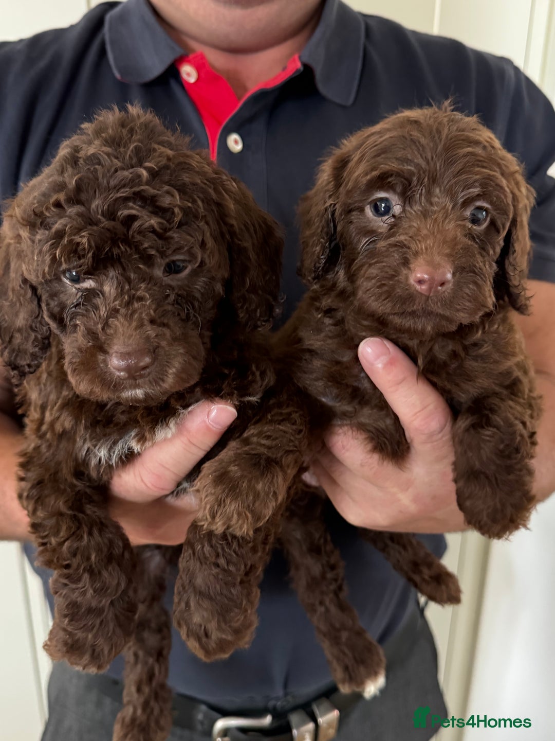 Cockapoo dogs for sale: Cockapoos - Image 2