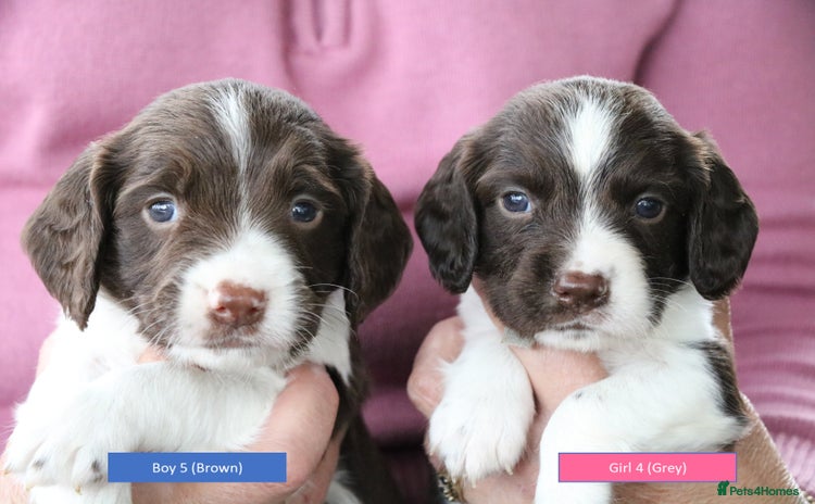 English Springer Spaniel dogs - Advert 1