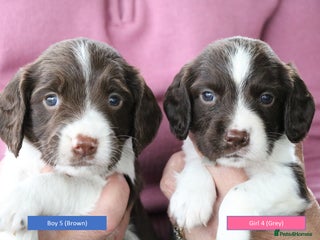 English Springer Spaniel dogs - Advert 18