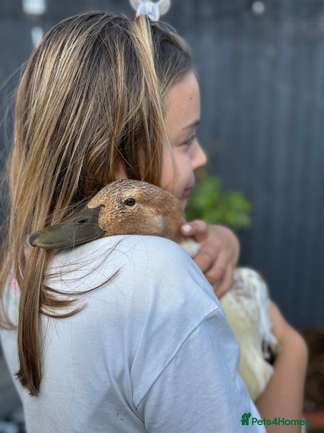 Ducks poultry for sale: 4 female welsh harlequin and 1 khaki Cayuga  - Image 7