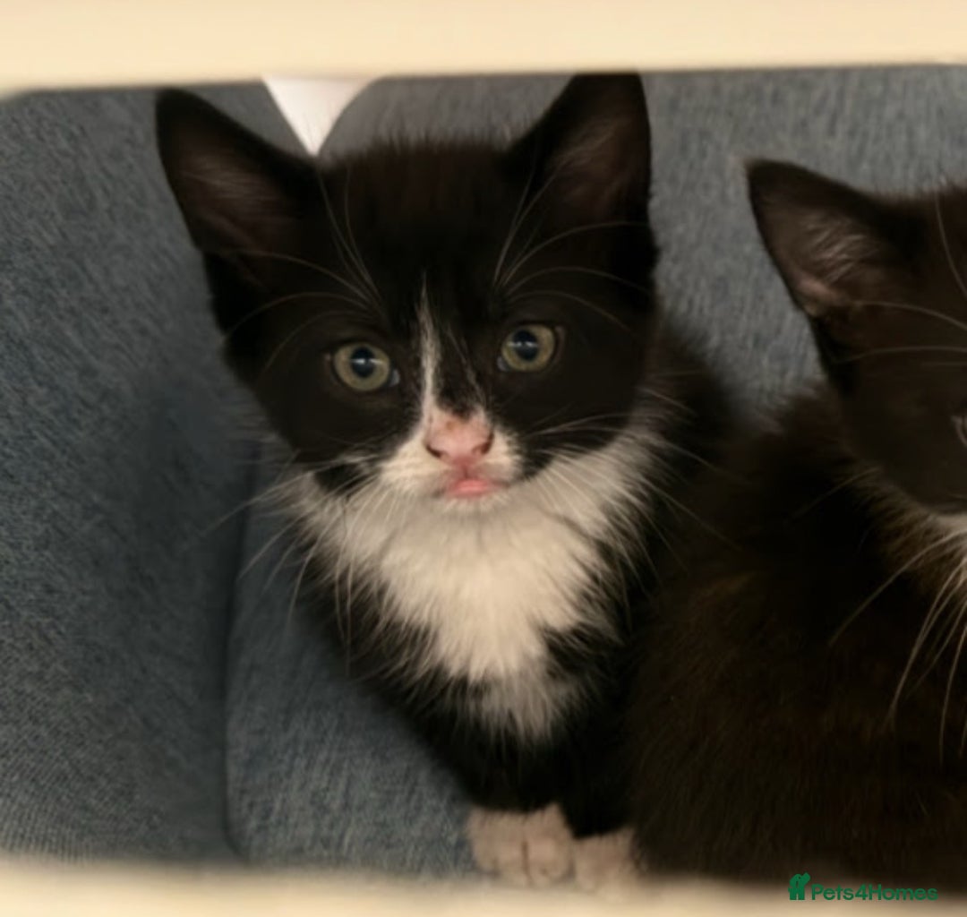 Mixed Breed cats for sale: Kitten for sale (14 weeks old)  - Image 2