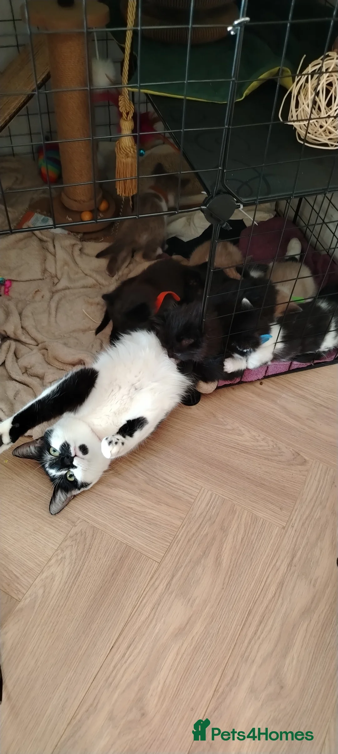 Mixed Breed cats for sale: A KITTEN READY FOR NEW FAMILY HOME.  in Swindon - Advert 1