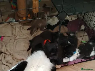 Mixed Breed cats A KITTEN READY FOR NEW FAMILY HOME. - Advert 1